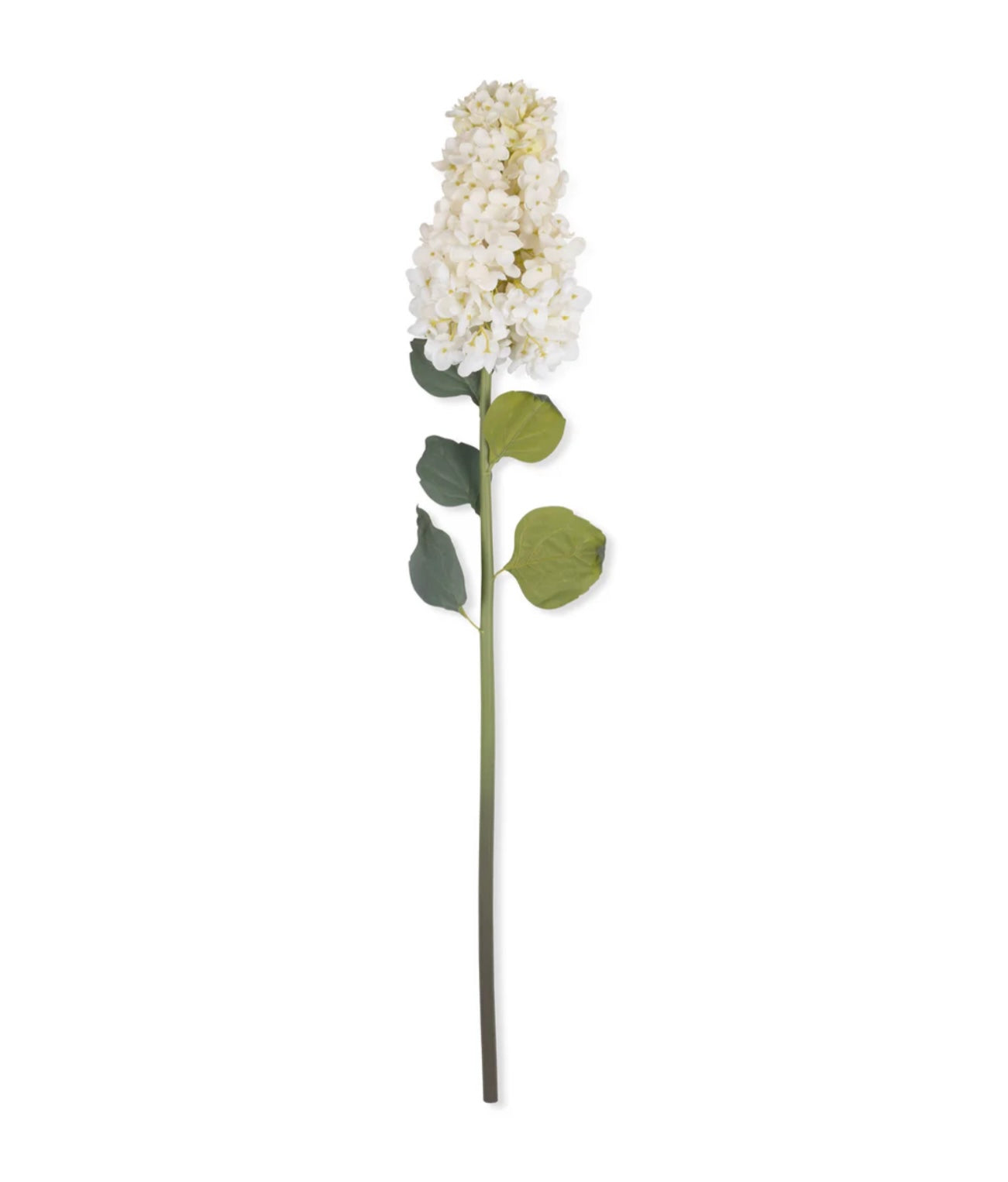 Hydrangea Paniculata Cream Stems