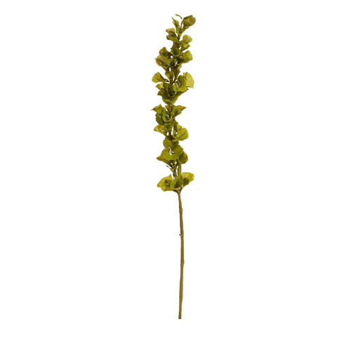 Bells of Ireland Stems
