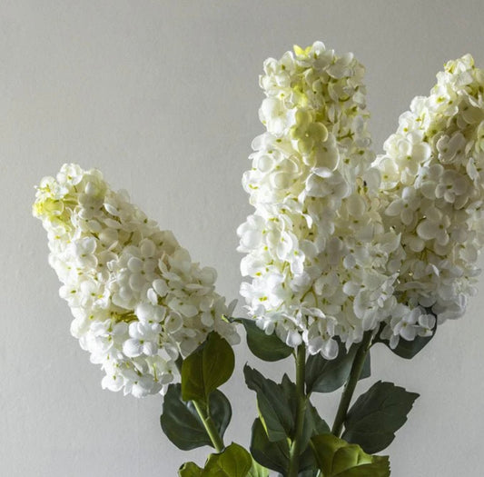Hydrangea Paniculata Cream Stems